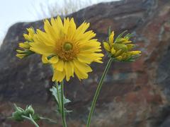 sunflower blooming in Alshafa, Taif, Saudi Arabia