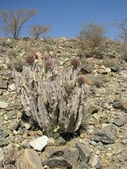 desert plant below Taif escarpment