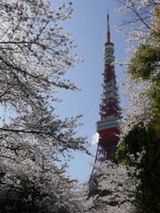 Tokyo Tower during Sakura 2008