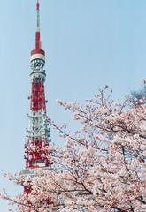 Cherry blossoms and Tokyo Tower