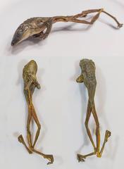 dried frog from Mercado de San Juan, Mexico City