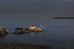 lone egret at Las Piñas-Parañaque Critical Habitat and Ecotourism Area