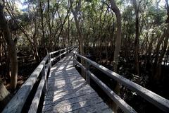 Concrete boardwalk of the Las Piñas-Parañaque Critical Habitat and Ecotourism Area