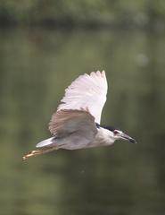 Black Crowned Night Heron flying above a lagoon