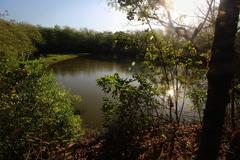 Daybreak at Las Piñas-Parañaque Critical Habitat and Ecotourism Area