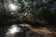 Sunlight through trees at Las Piñas-Parañaque Critical Habitat and Ecotourism Area