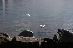 Egrets in flight at Las Piñas-Parañaque Critical Habitat and Ecotourism Area