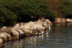 Egrets resting on rocks at LPPCHEA