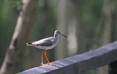 Common Redshank in a mangrove forest in the Philippines