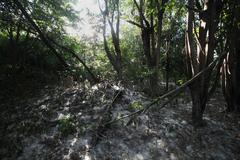 strewn kapok at the Las Piñas-Parañaque Critical Habitat and Ecotourism Area