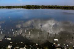 Las Piñas-Parañaque Critical Habitat and Ecotourism Area mudflats