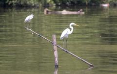 Little Egret and Great Egret perched in Philippine wetlands