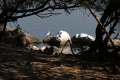 Egret resting on a rock at LPPCHEA