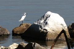 Egret resting on a rock at LPPCHEA