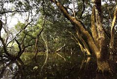 Mangrove forest in the Philippines