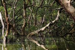 Mangroves in Las Piñas-Parañaque Critical Habitat, Metro Manila