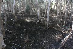 Mangroves at Las Piñas-Parañaque Critical Habitat and Ecotourism Area