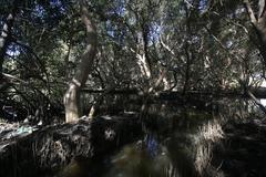 Mangroves at Las Piñas-Parañaque Critical Habitat and Ecotourism Area