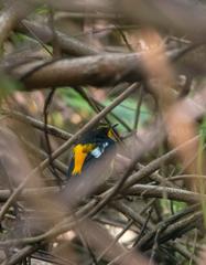 Narcissus Flycatcher among thorny branches