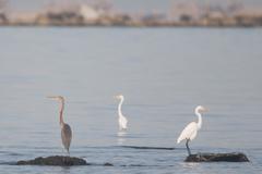 Purple Heron with Egrets in Manila Bay