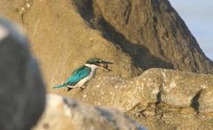 White Collared Kingfisher snacking on a small crustacean