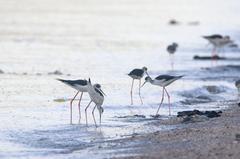 Black-Winged Stilts foraging on Manila Bay shore