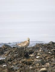 Asian Golden Plover foraging on rocky shore