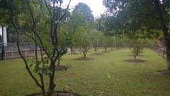 Fruit trees in Kinh Thien palace in 2014