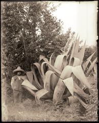 Agave mirabilis blooming in Las Vigas, Mexico with a Mexican standing beside it