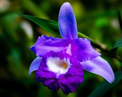 Sobralia cultivar in Missouri Botanical Garden