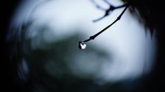 Close-up of a dewdrop on a branch tip