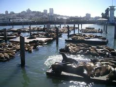 View of Famous Pier 39 with sea lions