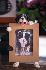 Bernese Mountain Dog photo frame on display