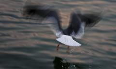 Gull standing near water