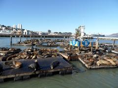 Sea lions resting on sandy beach