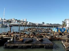 sea lions resting on a rocky coast