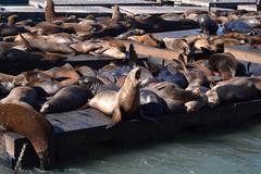 Sea lions at Pier 39 in San Francisco