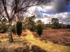 Juniper grove in Tietlingen nature reserve with Hermann Löns monument