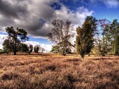 Heathland near Walsrode with juniper grove and Hermann Löns monument