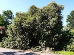 Chinese plum yew tree in Kew Gardens