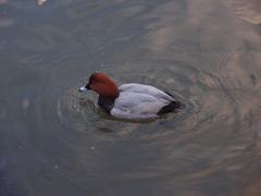 Ducks at Rikugien Garden in Komagome