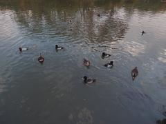 Ducks at Rikugien Garden in Komagome