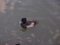 ducks swimming in Rikugien Garden pond with autumn foliage in the background