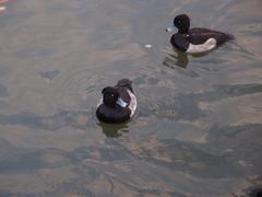 Ducks in Rikugien Garden