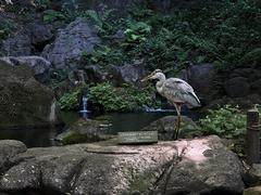 grey heron by the pond in Rikugien Garden, Tokyo