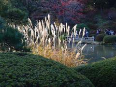 Pampas grass at Rikugien Garden in Komagome