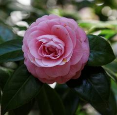 Rikugi-en Garden in Tokyo