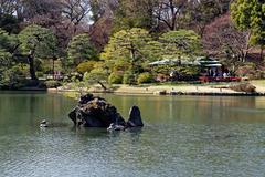 Rikugi-en Garden in Tokyo with cherry blossoms in full bloom