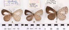 Three Allotinus butterfly species