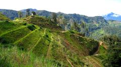 winding road through lush green hills towards Cameron Highlands